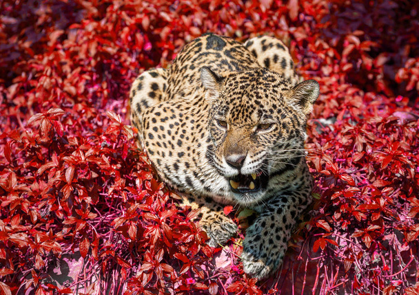 Jaguar se krčil v divoké přírodě. - Fotografie, Obrázek