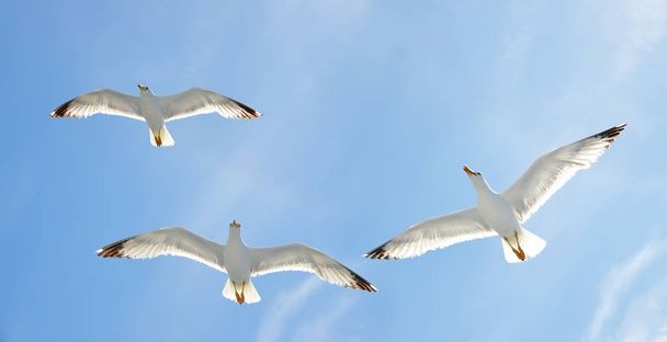 Flying flock of seagull with blue sky in the background. - Photo, Image