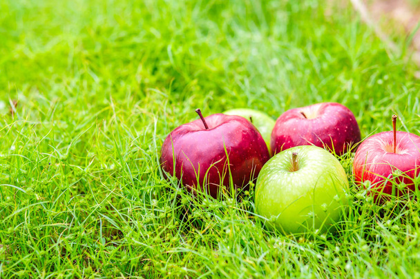 An apple is on the green grass. - Foto, Bild