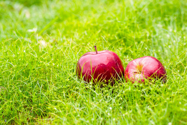 An apple is on the green grass. - Foto, Imagen