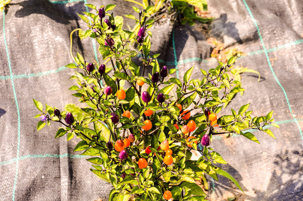 Zdjęcie wielobarwnej rośliny papryki chili - Zdjęcie, obraz