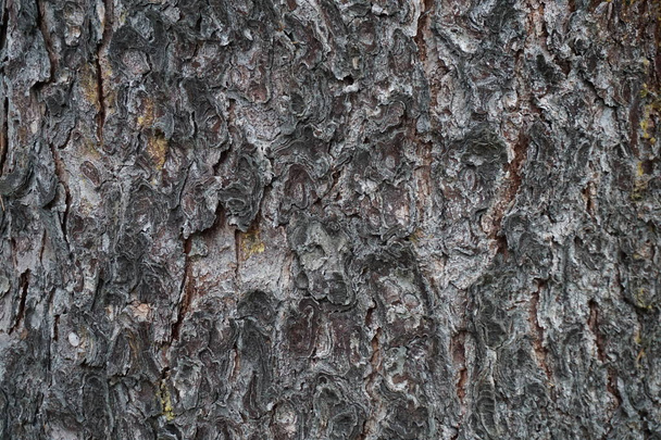 Woody bark background texture - Foto, Imagem