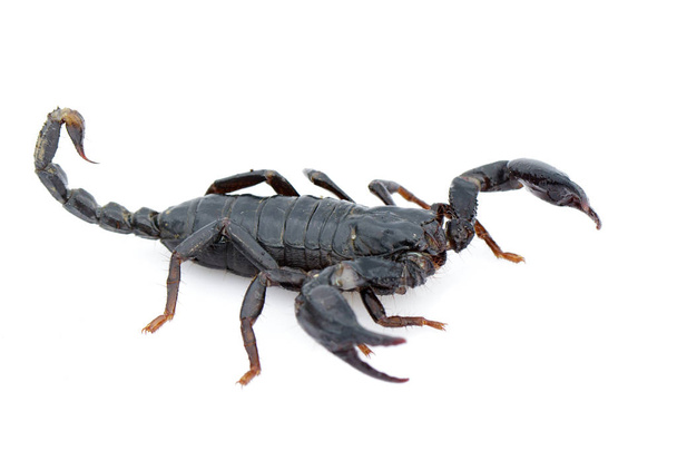 Image de l'empereur scorpion (Pandinus imperator) sur fond blanc. Insecte. Animaux
. - Photo, image