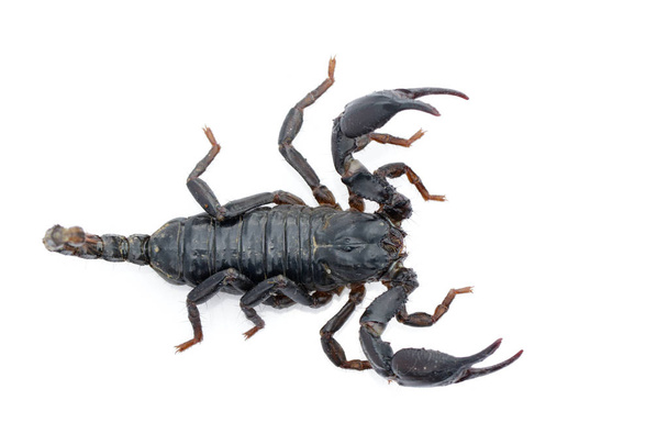 Imagen del escorpión emperador (Pandinus imperator) sobre un fondo blanco. Insecto. Animales.
. - Foto, imagen
