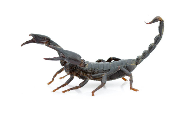 Imagen del escorpión emperador (Pandinus imperator) sobre un fondo blanco. Insecto. Animales.
. - Foto, Imagen