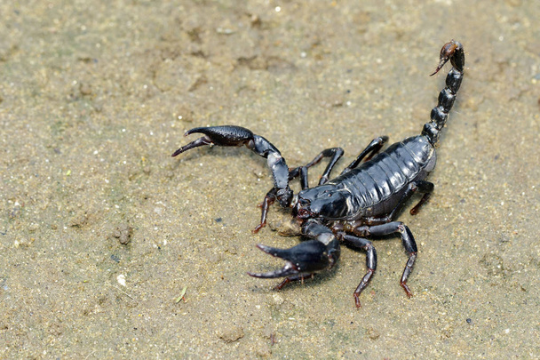 Image of emperor scorpion (Pandinus imperator) on the ground. Insect. Animal. - Photo, Image