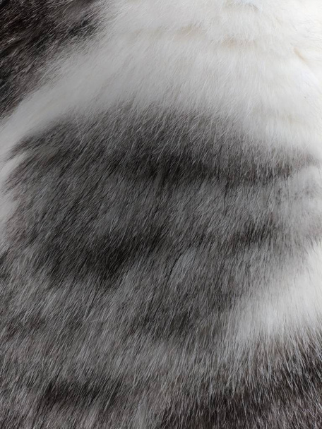 Kedi kürk üstten görünüm - Fotoğraf, Görsel