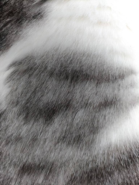 Widok góry kocie futro - Zdjęcie, obraz