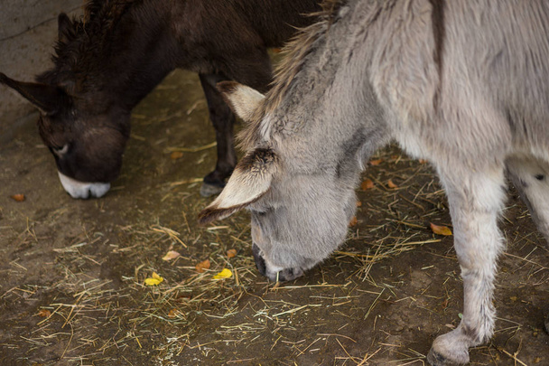 grey and brown donkey eating from floor at barn - Photo, Image