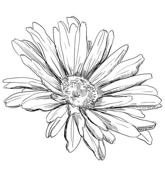 Hand getekende chamomilla bloem. Monochroom vectorillustratie geïsoleerd op witte achtergrond. - Vector, afbeelding