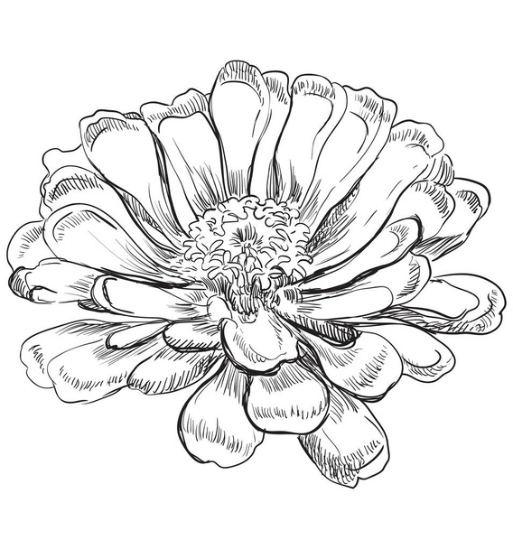 Hand drawn Zinnia flower. Vector monochrome illustration isolated on white background. - Vector, Imagen