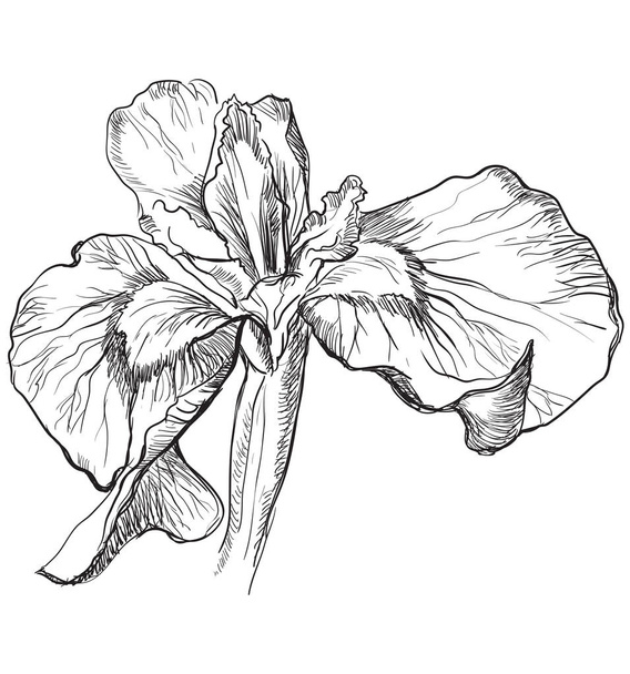 Hand drawn Iris flower. Vector monochrome illustration isolated on white background. - Vector, Image
