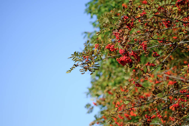 Ветки роуэн покрыты красивыми красными ягодами на фоне голубого неба. Sorbus aucuparia L. Пустое место для текста
. - Фото, изображение