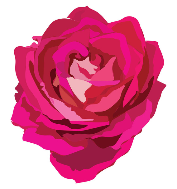 Rose flower. Vector colorful illustration isolated on white background. - Vector, Image