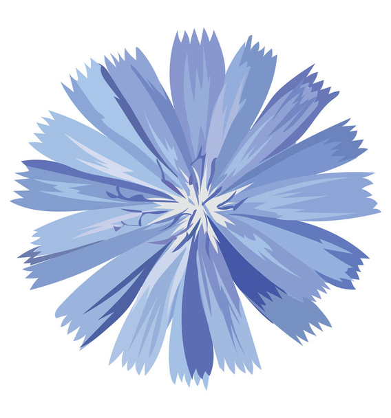 Flor de Cichorio. Ilustración colorida vectorial aislada sobre fondo blanco
. - Vector, Imagen