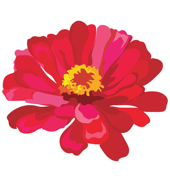 Zinnia flower. Vector colorful illustration isolated on white background. - Vector, Image