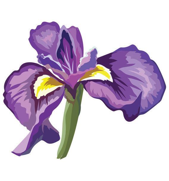 Iris-kukka. Vektori värikäs kuva eristetty valkoisella taustalla
. - Vektori, kuva