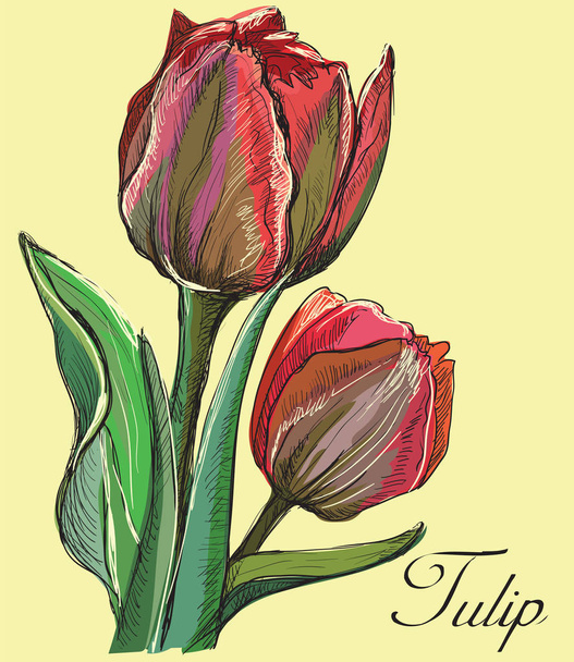 Hand drawn Tulip flower. Vector colorful illustration isolated on pink background. - Vetor, Imagem