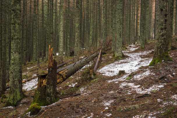 Forest on the trail to the Kopieniec Wielki in Tatra mountains, Malopolskie, Poland - Фото, изображение