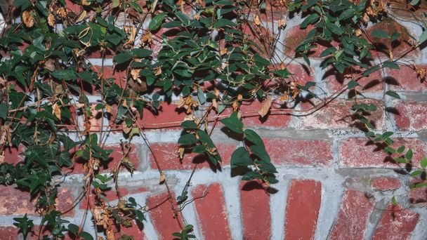 Dřevník ivy pramení se zelenými listy na cihlovou zeď na večer. Krásný botaniky pozadí. - Fotografie, Obrázek