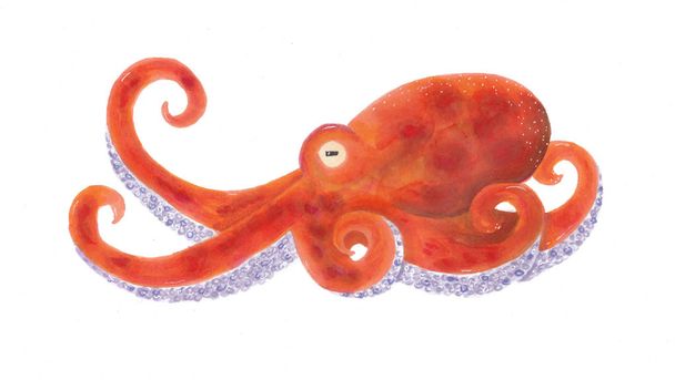 Handdrawn illustrations of a orange octopus crawling on the ground - Fotoğraf, Görsel