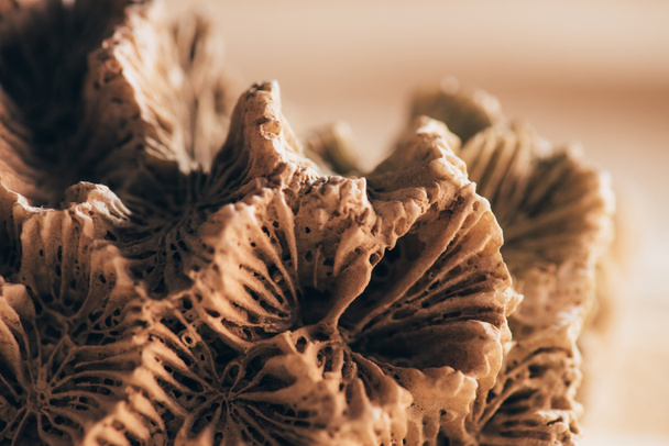 Close-up van koraal aan zandstrand - Foto, afbeelding