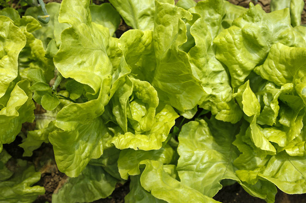 lähikuva vihreää salaattia orgaanisessa puutarhassa
 - Valokuva, kuva