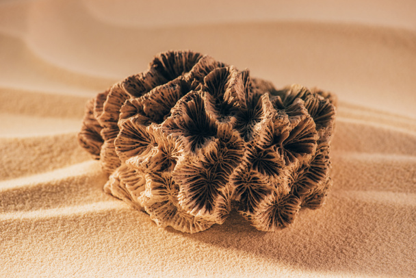 vue rapprochée du corail sur la plage de sable fin
 - Photo, image