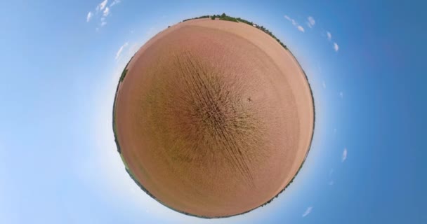 Sarı buğday alan küresel panorama - Video, Çekim