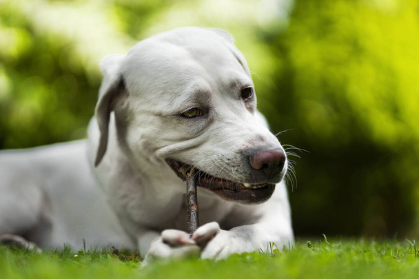 πορτρέτο του νέοι χαριτωμένο ευτυχείς Λαμπραντόρ Ριτρίβερ σκύλο κουτάβι έξω στη φύση - Φωτογραφία, εικόνα