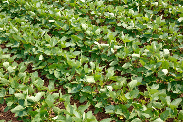 Сільськогосподарська соєва плантація на сонячний день - Зелені сої рослини вид зверху
 - Фото, зображення