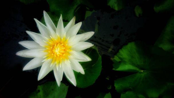 Güzel beyaz lotus çiçeği yaprak yeşil arka plana sahip - Fotoğraf, Görsel