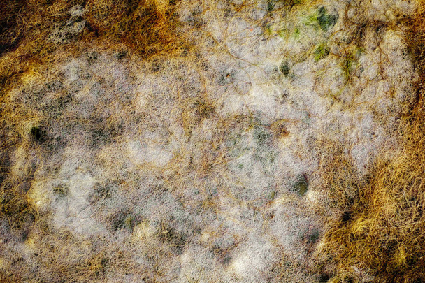 Algas secas na praia de areia
 - Foto, Imagem