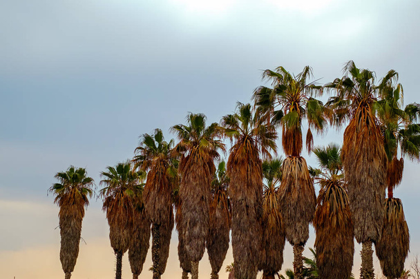 palm trees against cludy sky - Фото, изображение