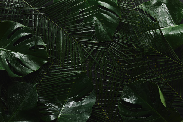 вид зверху красивого зеленого вологого листя, тропічний фон
 - Фото, зображення