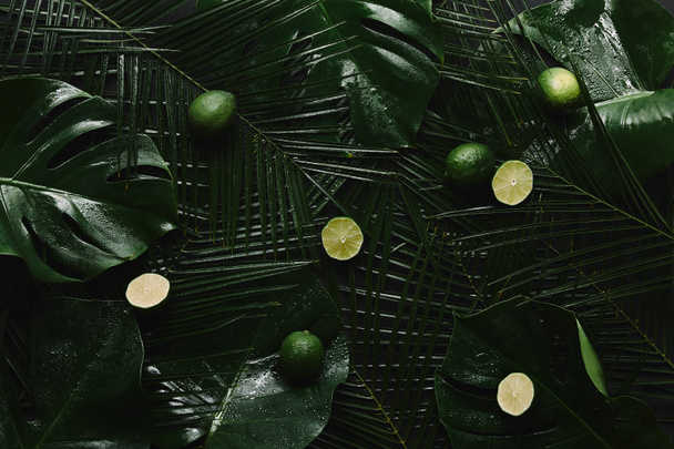 top view of fresh limes and beautiful green wet tropical leaves - Photo, Image
