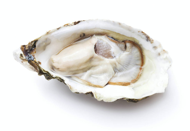 fresh oyster isolated - Photo, image