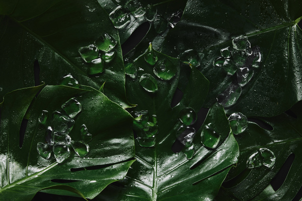 vue de dessus de belles feuilles tropicales humides vertes et de glaçons
 - Photo, image
