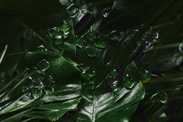 vue rapprochée de belles feuilles tropicales humides vertes et de glaçons
 - Photo, image