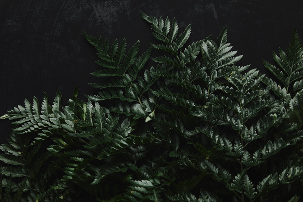felülnézet-a gyönyörű zöld nedves páfrány-fekete  - Fotó, kép