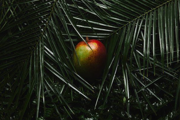 vista ravvicinata di frutti interi di mango e foglie tropicali verdi bagnate
 - Foto, immagini