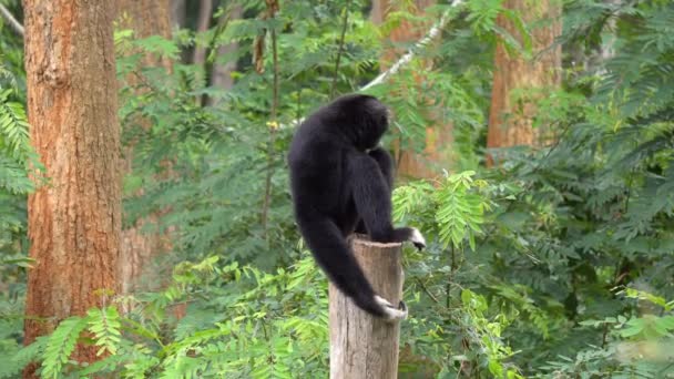 mono de gibón negro jugando en el árbol en el zoológico. Los gibones son simios de la familia Hylobatidae.
. - Metraje, vídeo