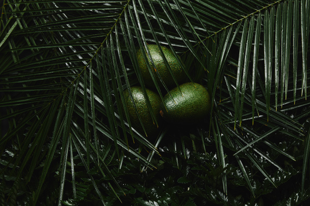 close-up view of beautiful green tropical leaves and fresh avocados - Foto, afbeelding