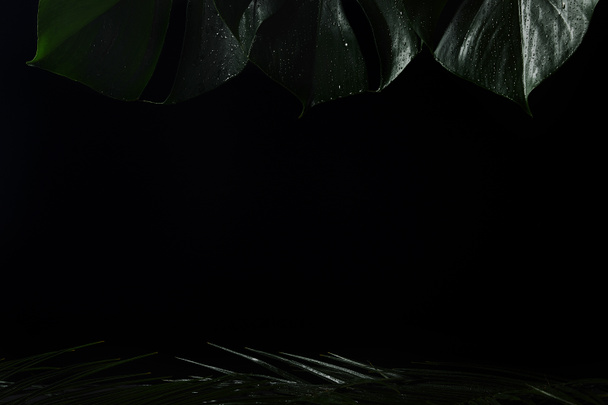 hermoso botánico tropical oscuro con hojas verdes frescas en negro
  - Foto, Imagen