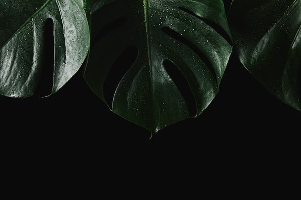 close-up view of beautiful green wet monstera leaves isolated on black - Photo, Image