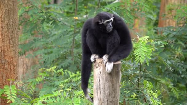 fekete gibbon majom játék a fa az állatkertben. Gibbonok majmok a Gibbonfélék. - Felvétel, videó