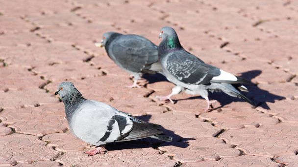 дикие голуби на улице в осенний сезон
 - Фото, изображение