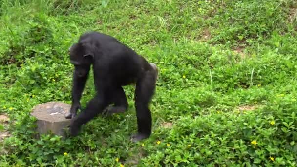 Érett csimpánz ülőrudak élvezze a fű az állatkertben - Felvétel, videó