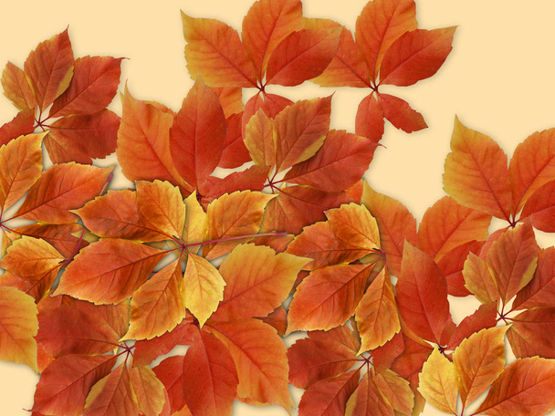Πτώση υπόβαθρο. Πολύχρωμο κόκκινο και Πορτοκαλί φθινοπωρινά φύλλα - Φωτογραφία, εικόνα
