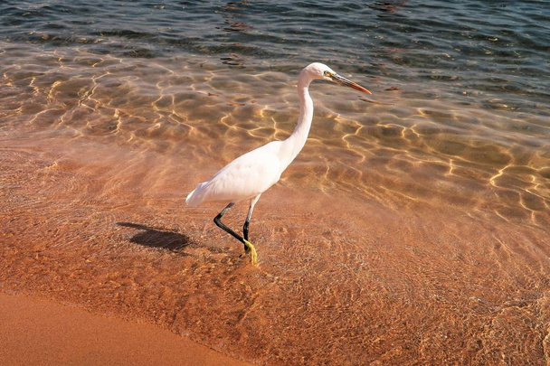 Grande Egret (ardea alba) - Foto, Imagem